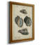 «Vintage Shell Study III», reproduction d'art sur toile encadrée-708704352