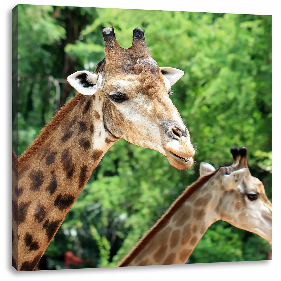 Leinwandbild Giraffen