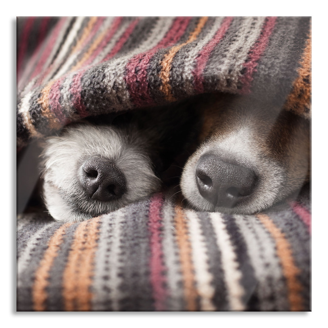 Glasbild Dog Snouts under a Blanket