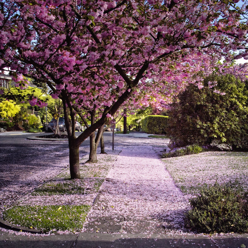 Fallen Petals by Colby Chester - Wrapped Canvas Print, 30cm H x 30cm W x 3.8cm D