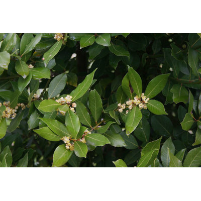 " Laurel Bush On Branch "