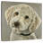 Goldendoodle On Gray-109221303