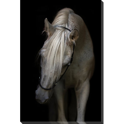 Art sur toile Arabian Stallion