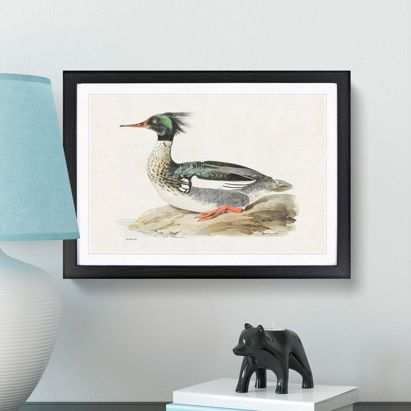 Merganser Diving Duck by Von Wright - Framed Print, 27cm H x 36cm W x 2cm D, Black Framed