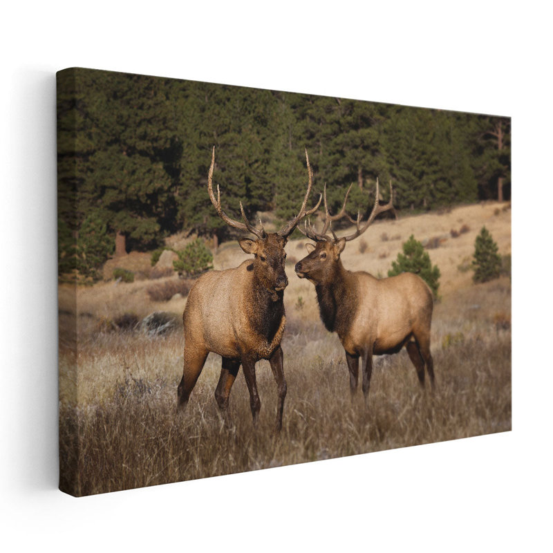 «Two Elks II», reproduction d'art sur toile, H 16 po x l 24 po