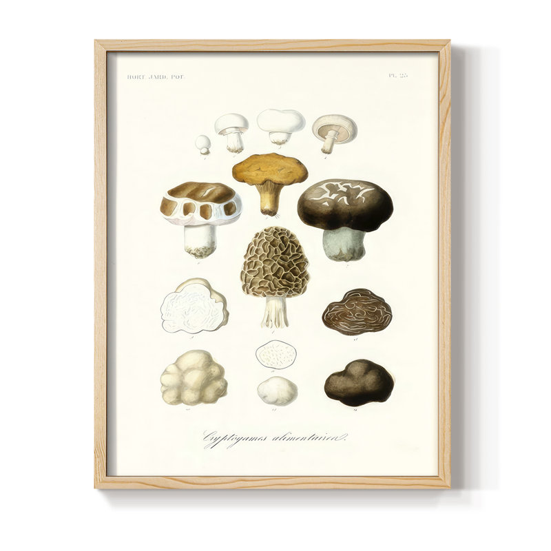 Fruit & Vegetable Varieties IV Framed Print - Solid Wood, Naturel, H 30 po x l 24 po
