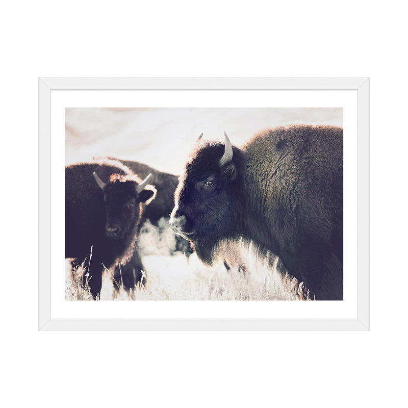 Photographie buffalo, H 24 po x l 32 po x P 1 po, Papier avec cadre blanc
