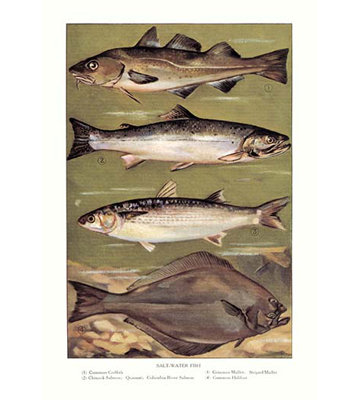 Publicité rétro eau salée fish