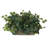 Ivy Ledge Plant Silk Plant