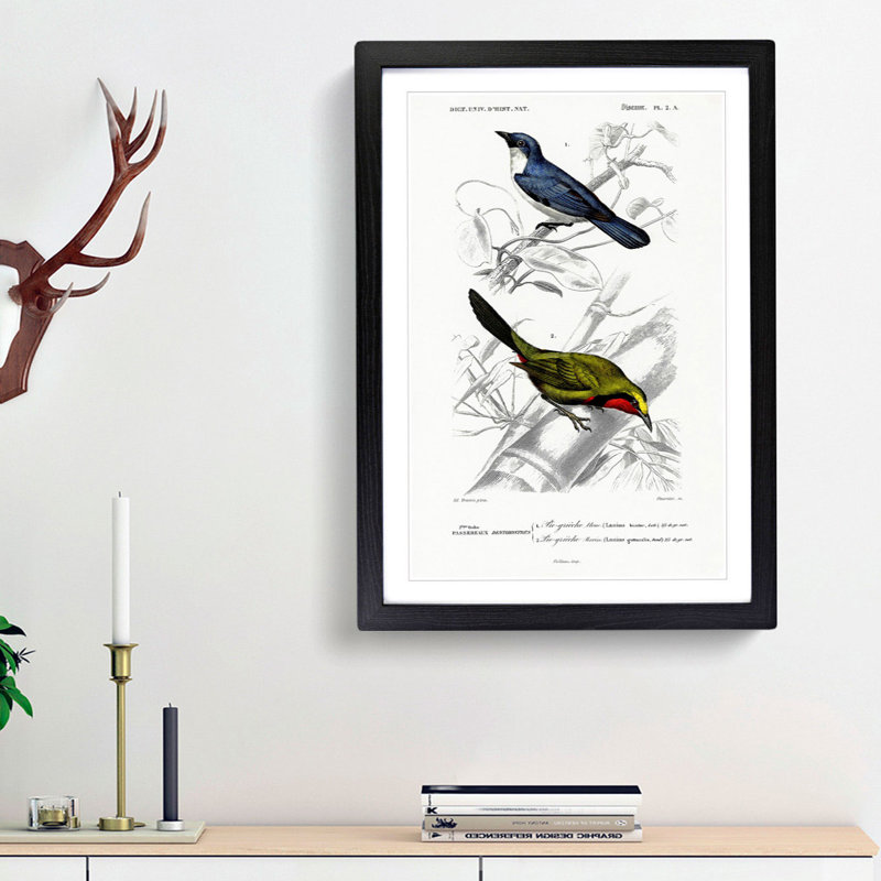 Bird Illustrations PL. 2A by Charles d Orbigny - Framed Print, Black Framed, 45cm H x 33cm W x 2cm D