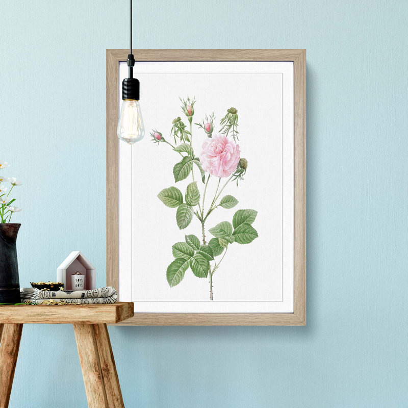 Agatha Rose In Pink by Pierre-Joseph Redoute - Single Picture Frame Painting, 63cm H x 45cm W x 2cm D, Oak Framed