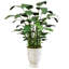 BANANA TREE IN A TUSCAN URN