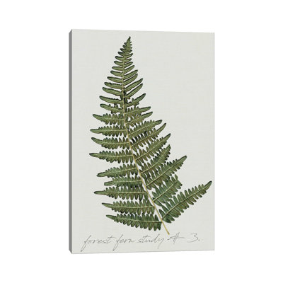 Fern Studies I by Carol Robinson - Painting on Canvas