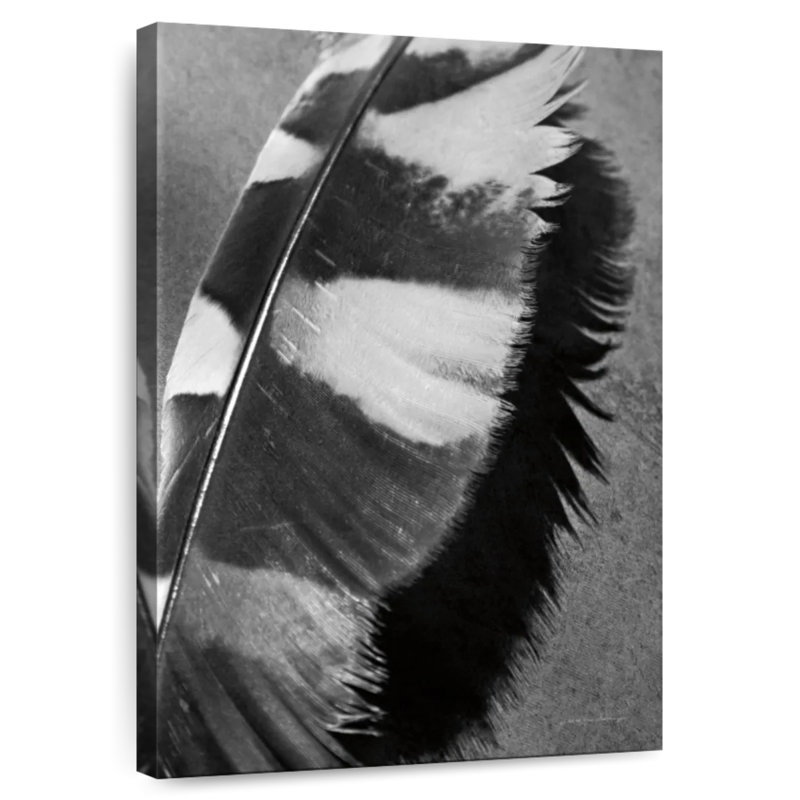 Kerner Feather Shadow II, 36" H x 24" W