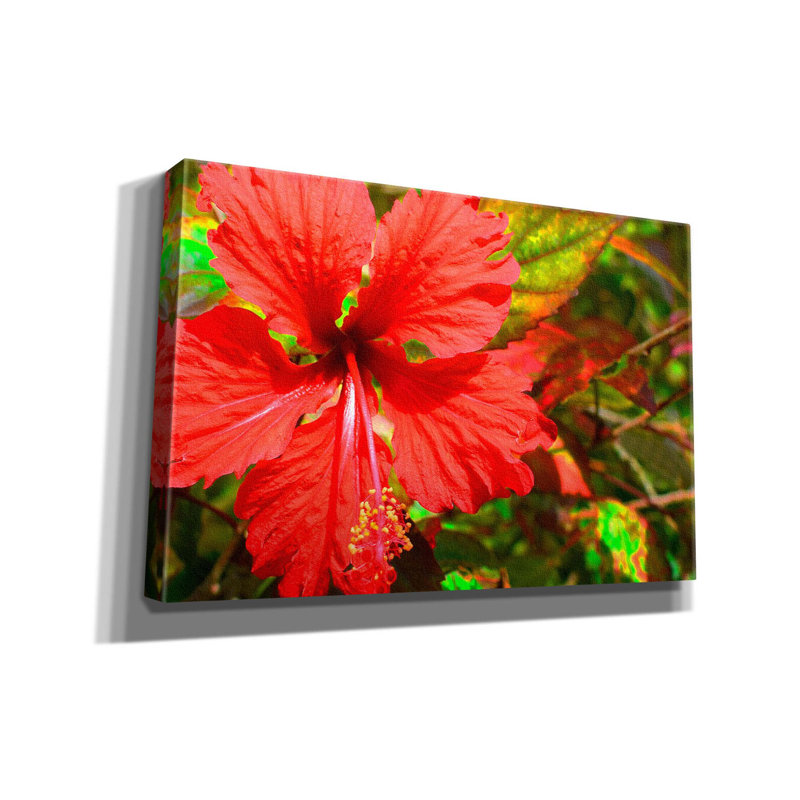 Red Hibiscus par Don Spears - reproduction d'art sur toile tendue, H 12 po x l 18 po x P 0,75 po