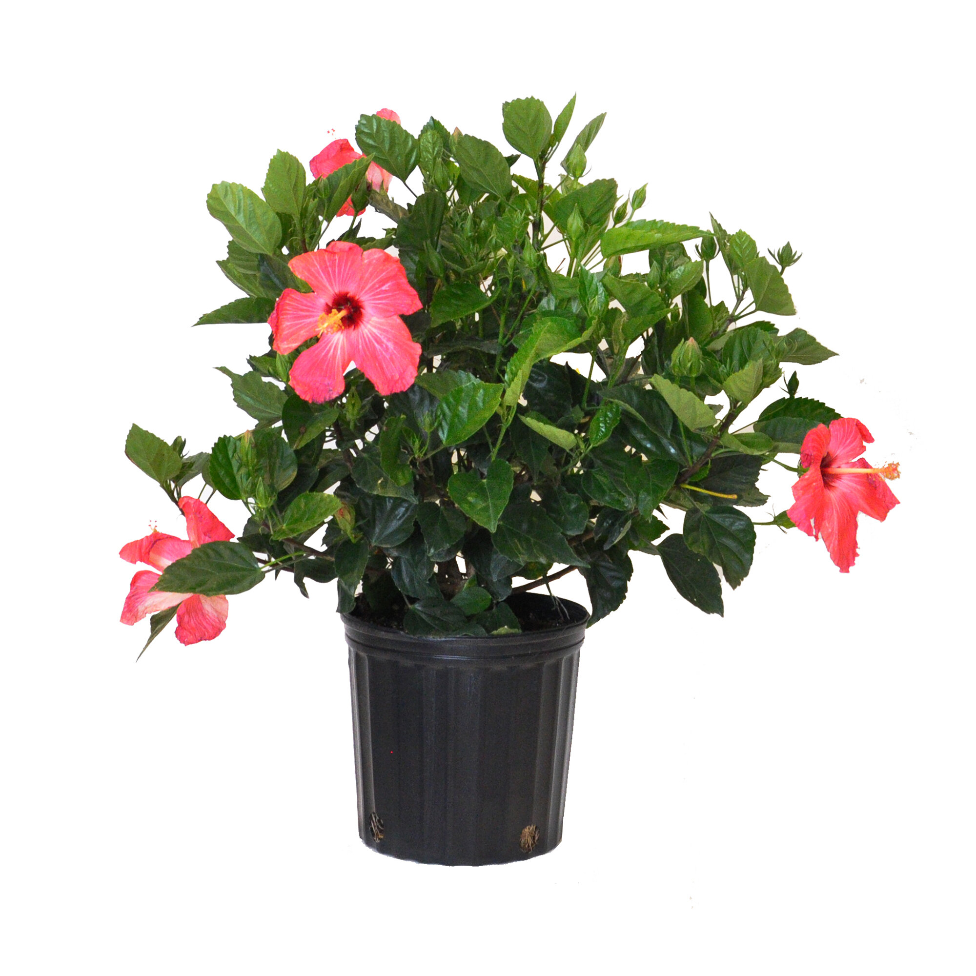United Nursery Live Flowering Plant in Nursery Pot