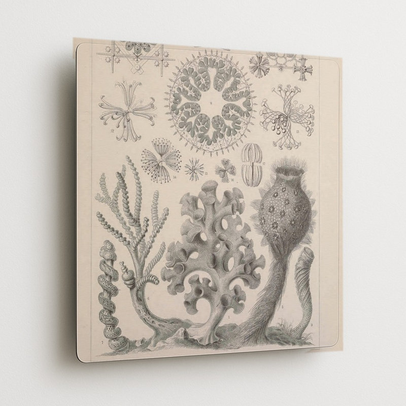 Kunstformen der Natur, Tafel 35 – Hexactinellae (1904) — Décoration murale carrée en métal, H 12 po x l 12 po