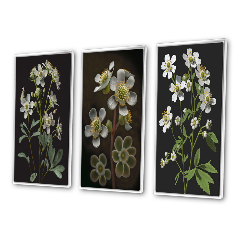 «Blossoming Diphylleia Grayi On Black», 3 pièces, Blanc, H 40 po x l 60 po