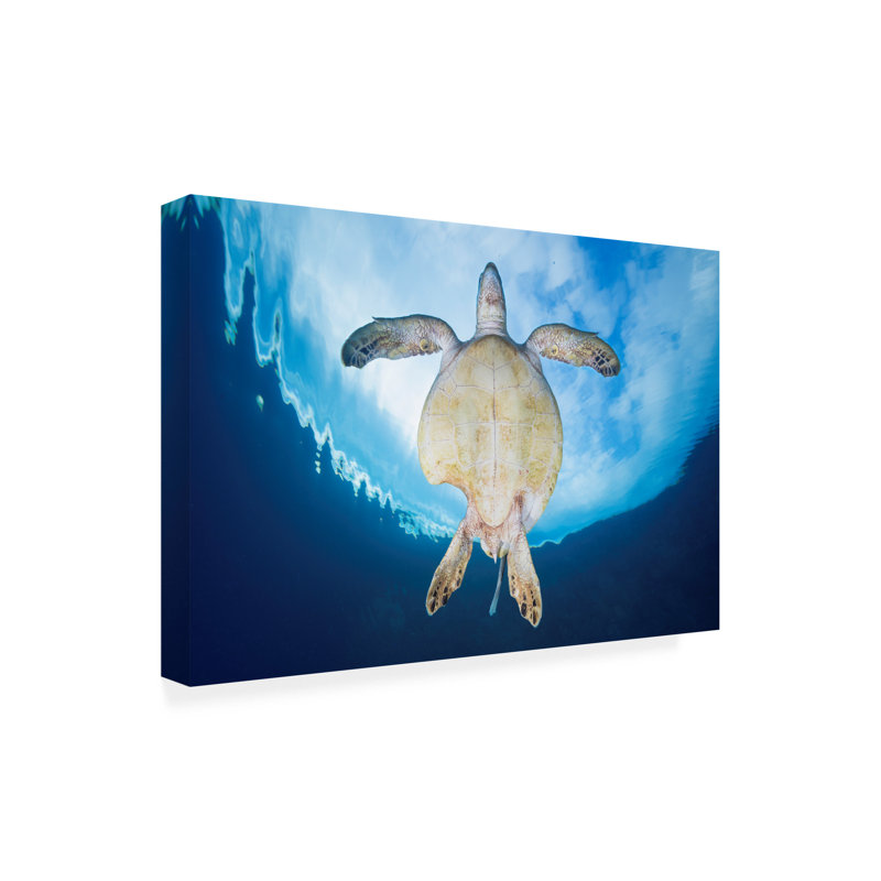 Art sur toile, Survivant des requins, Gabriel Barathieu, H 12 po x l 19 po
