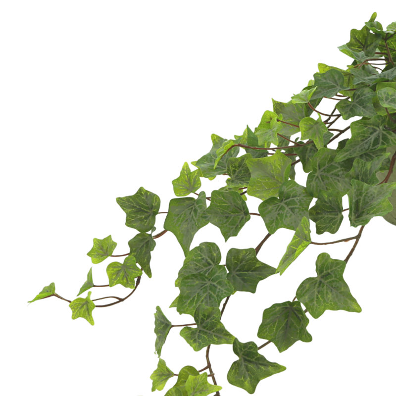 Ivy Plant