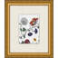 Studies Of Flowers 2 Print by Lillian August