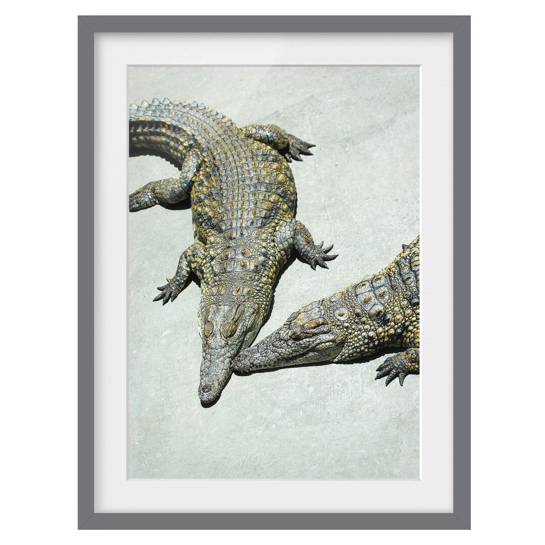 Gerahmtes Poster Crocodile Romance