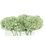 Hydrangea In Clear Rectangle Glass Vase With Acrylic Water