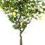 Arbre en pot faux citron 60 po