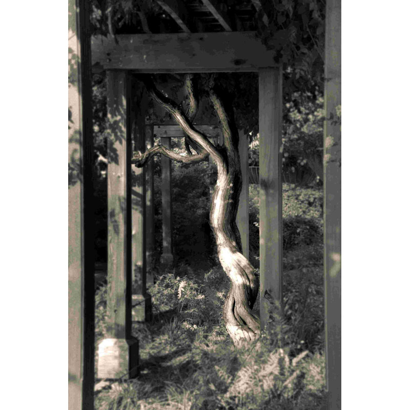 Tree and Arbor - Photographie sur toile tendue, H 18 po x l 12 po