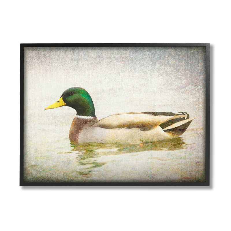 «Peaceful Mallard Duck Bird», eau détaillée par Daniel Sproul, L 14 po x H 11 po, Giclée encadrée noir minuit