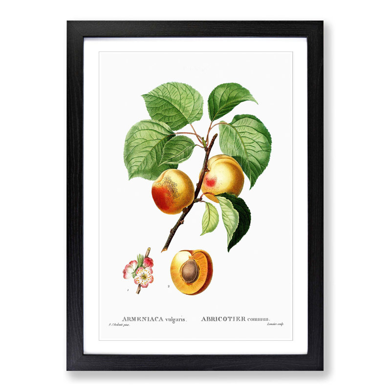 Branch of an Apricot Tree by Pierre-Joseph Redoute - Picture Frame Graphic Art Print, Black Framed, 48cm H x 36cm W x 2cm D