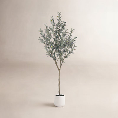 Adcock Olive Tree in Pot