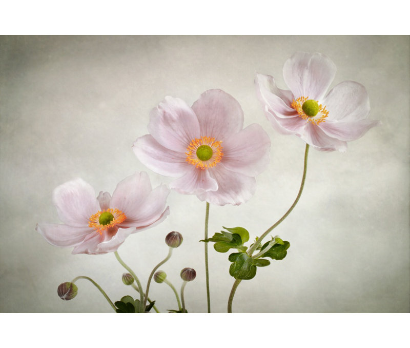 Wrapped Canvas Print, 121.92 cm H x 81.28 cm W