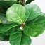 Plante de figuier artificiel 6 pi 6 pi pour décoration de maison et de bureau