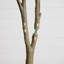 7 pi. Cornouiller artificiel