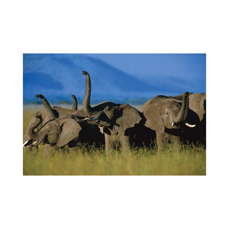 African Elephant Herd Sniffing The Air, Kenya by Tim Fitzharris - Wrapped Canvas Print, 20.32 cm H x 30.48 cm W
