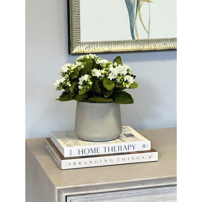 Kalanchoe Arrangement in Fiberstone Pot