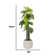 Artificial Elephant Ear Tree In A Shell Designed Fiberstone Planter