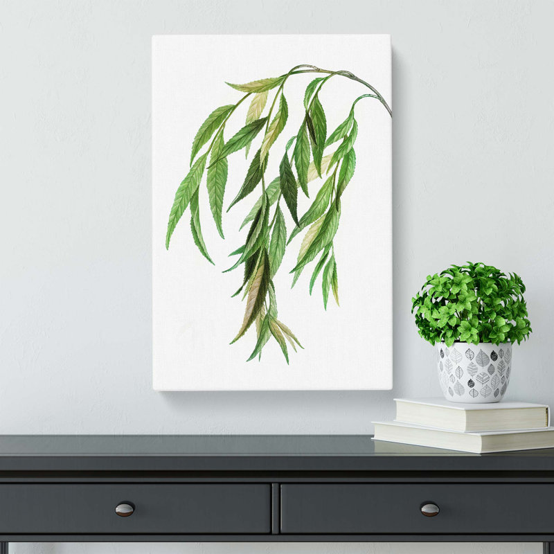 Weeping Willow Tree Branch by Pierre-Joseph Redoute - Wrapped Canvas Painting, 50.8 cm H x 35.6 cm W