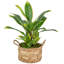 25 po Dracaena artificiel vert et rouge dans un pot blanc crème