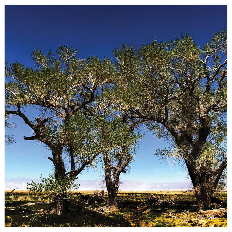 «Tree Line» par le photographe Steven A. Heller - toile 30 po x 30 po, L 14 po x H 14 po