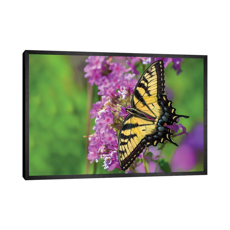 Splash Of Color by David Gardiner - Print on Canvas, Black Framed, 66.04 cm H x 45.72 cm W