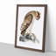 Horned Owl by John Edward Gray - Picture Frame Painting Print-55763786-55763787