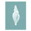 Pearl Shell II Painting by Fern Cassidy-26727173-26727172