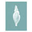 Pearl Shell II Painting by Fern Cassidy-26727173-26727178