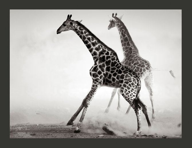 Giraffes 3.09m x 400cm Wallpaper, 350 cm x 270 cm