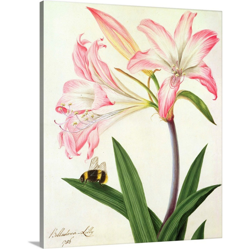 «Lilium Belladonna and Bee, 1786» par Matilda Conyer, reproduction sur toile, Toile tendue, H 14 po x l 11 po x P 1,25 po