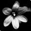 " Black And White Bloom I "-31477198-31934724
