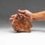 Grappe de cristal de vanadinite sur une matrice marocaine (2 lb)
