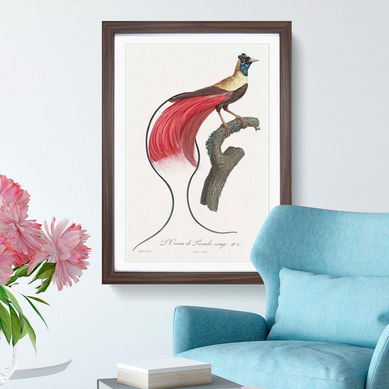 Red Bird of Paradise by Jacques Barraband - Picture Frame Painting Print on MDF, 48cm H x 36cm W x 2cm D, Walnut Framed